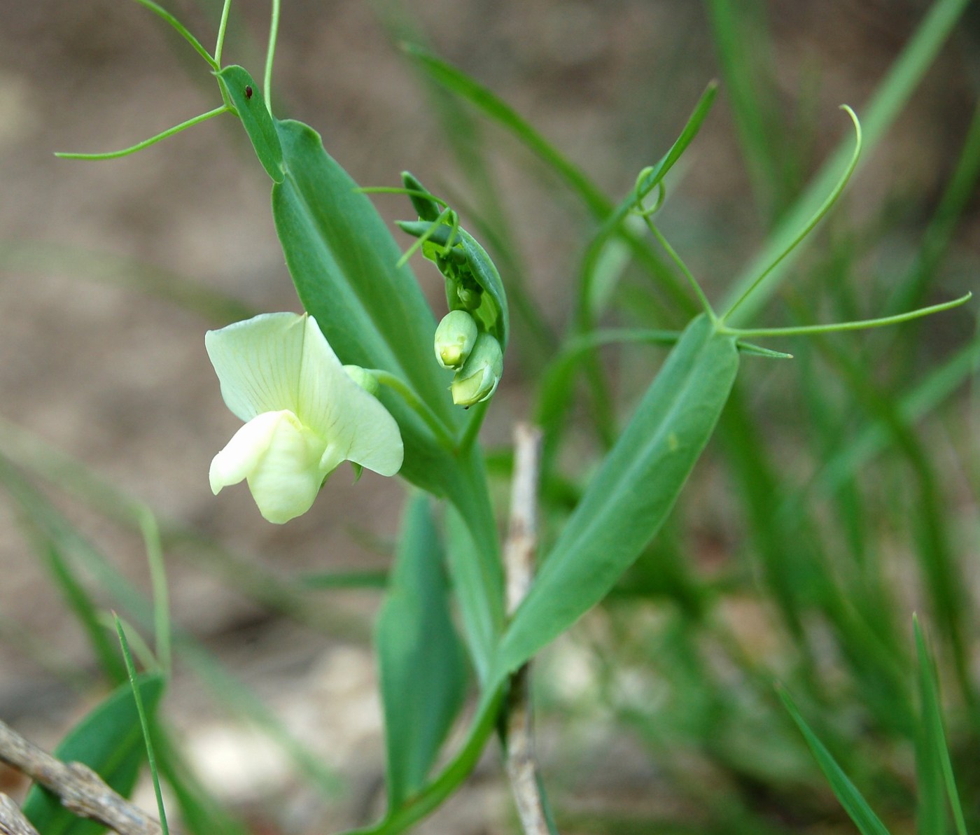 Un po'' di Lathyrus a confronto