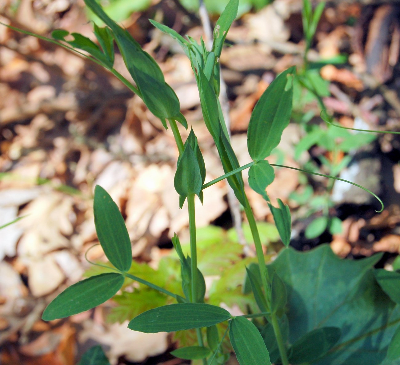 Un po'' di Lathyrus a confronto