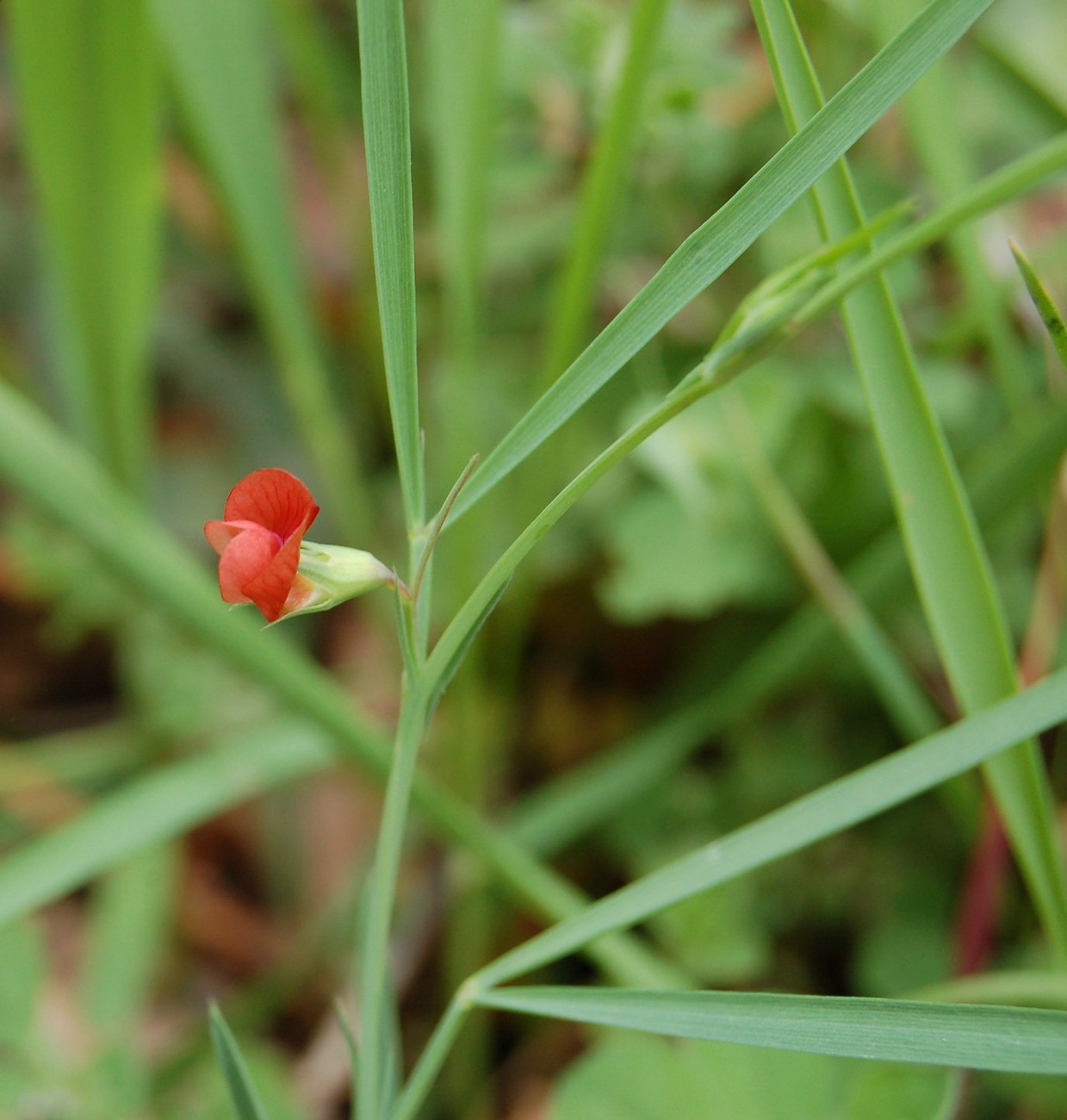 Un po'' di Lathyrus a confronto