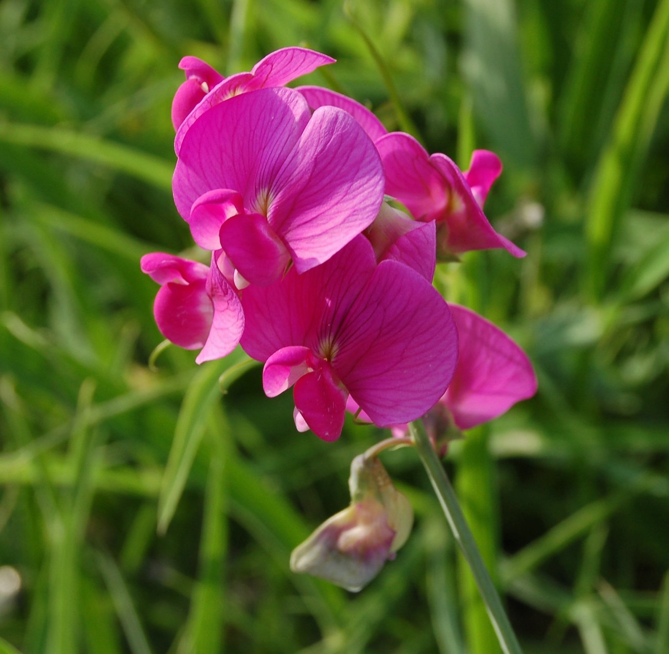 Un po'' di Lathyrus a confronto