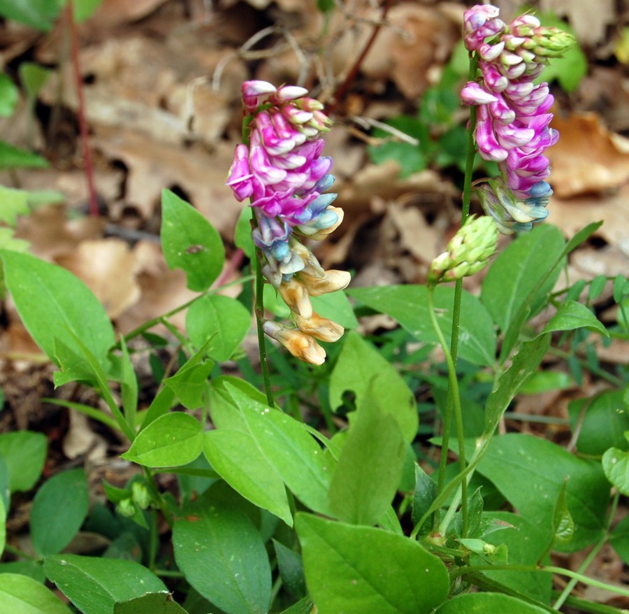 Un po'' di Lathyrus a confronto