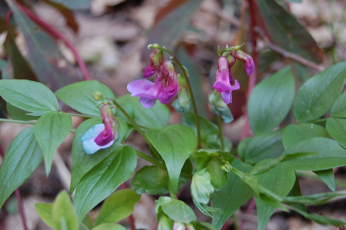 Un po'' di Lathyrus a confronto