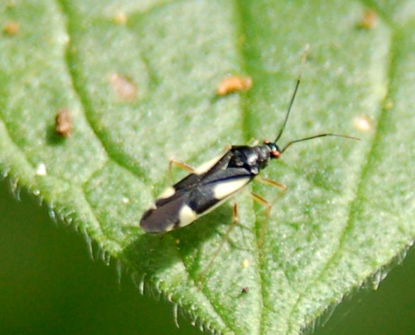 Eterotteri Miridi: Closterotomus e Dryophilocoris