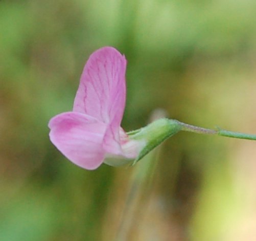 Un po'' di Lathyrus a confronto