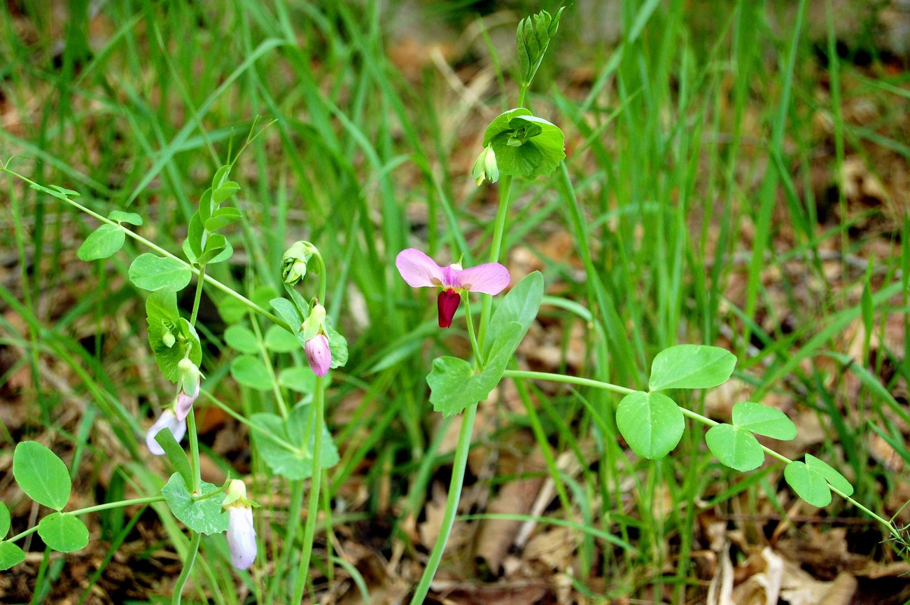 Pisum sativum / Pisello