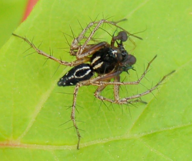 Oxyopes heterophtalmus maschio