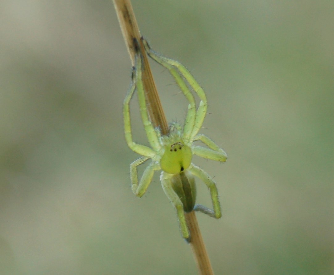 Ragnetto verde Micrommata sp.