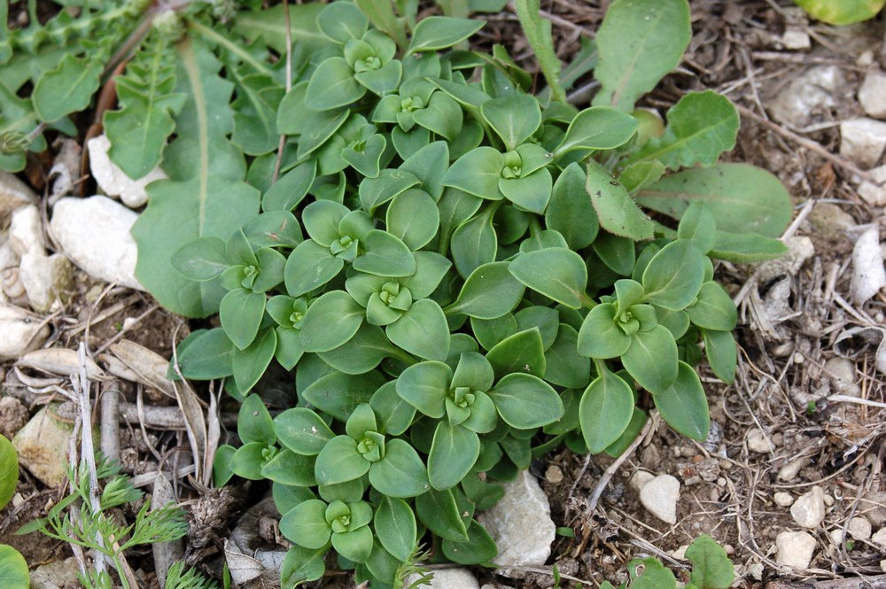 Theligonum cynocrambe  /  Porcaccia dei fossi