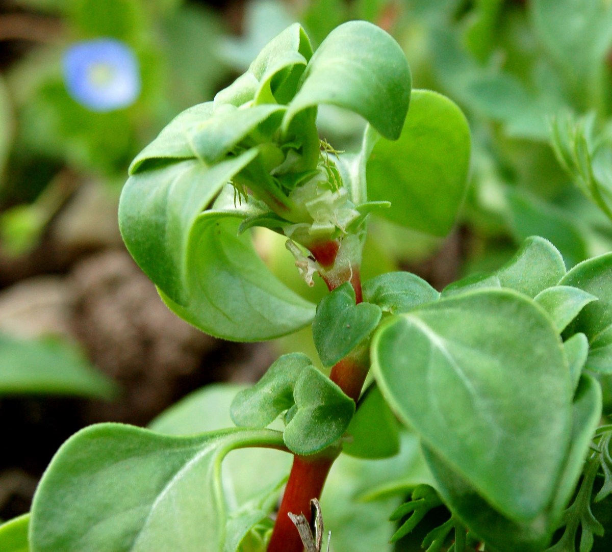 Theligonum cynocrambe  /  Porcaccia dei fossi