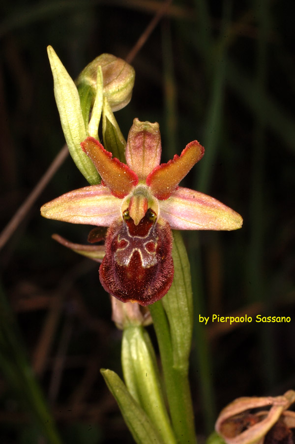 Orchidee del Trasimeno.