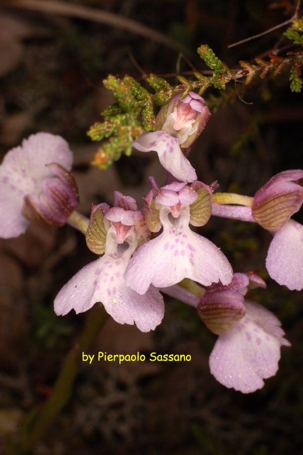 Orchidee del Trasimeno.