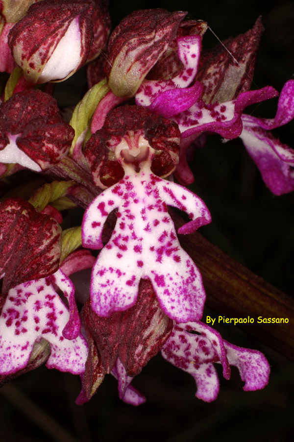 Orchidee del Trasimeno.