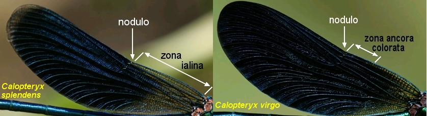 Calopteryx splendens (Odonata, Calopterygidae)