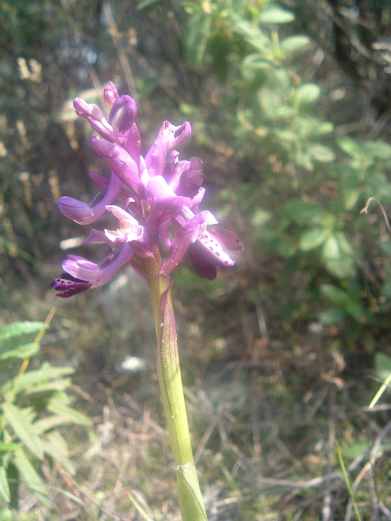 Orchis morio subsp. longicornu