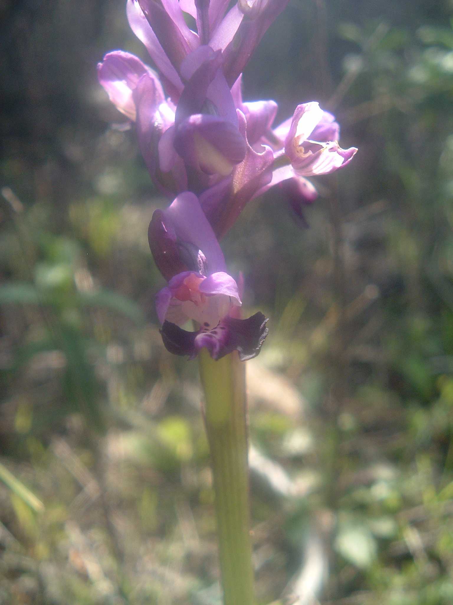 Orchis morio subsp. longicornu