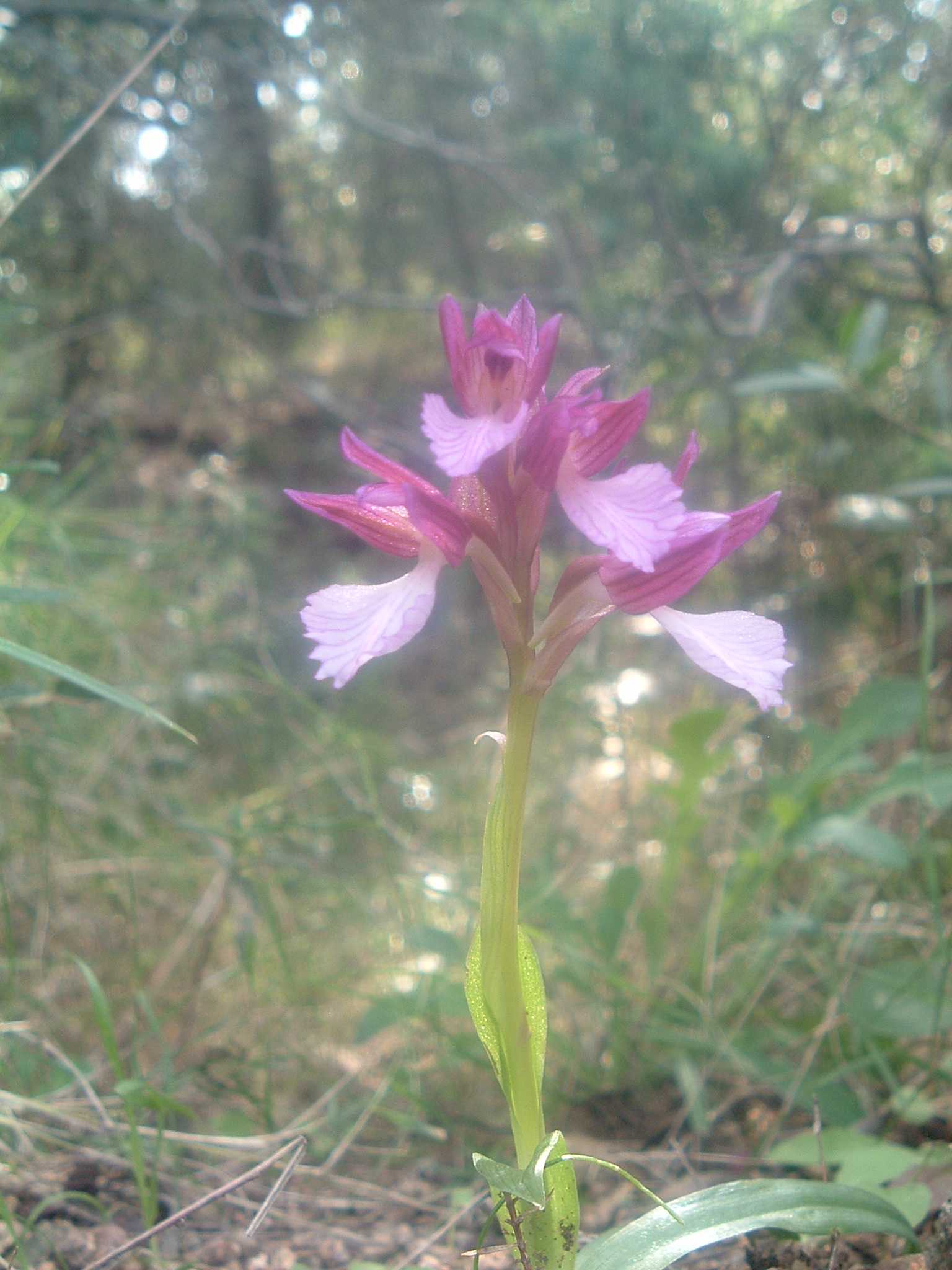 Orchis morio subsp. longicornu