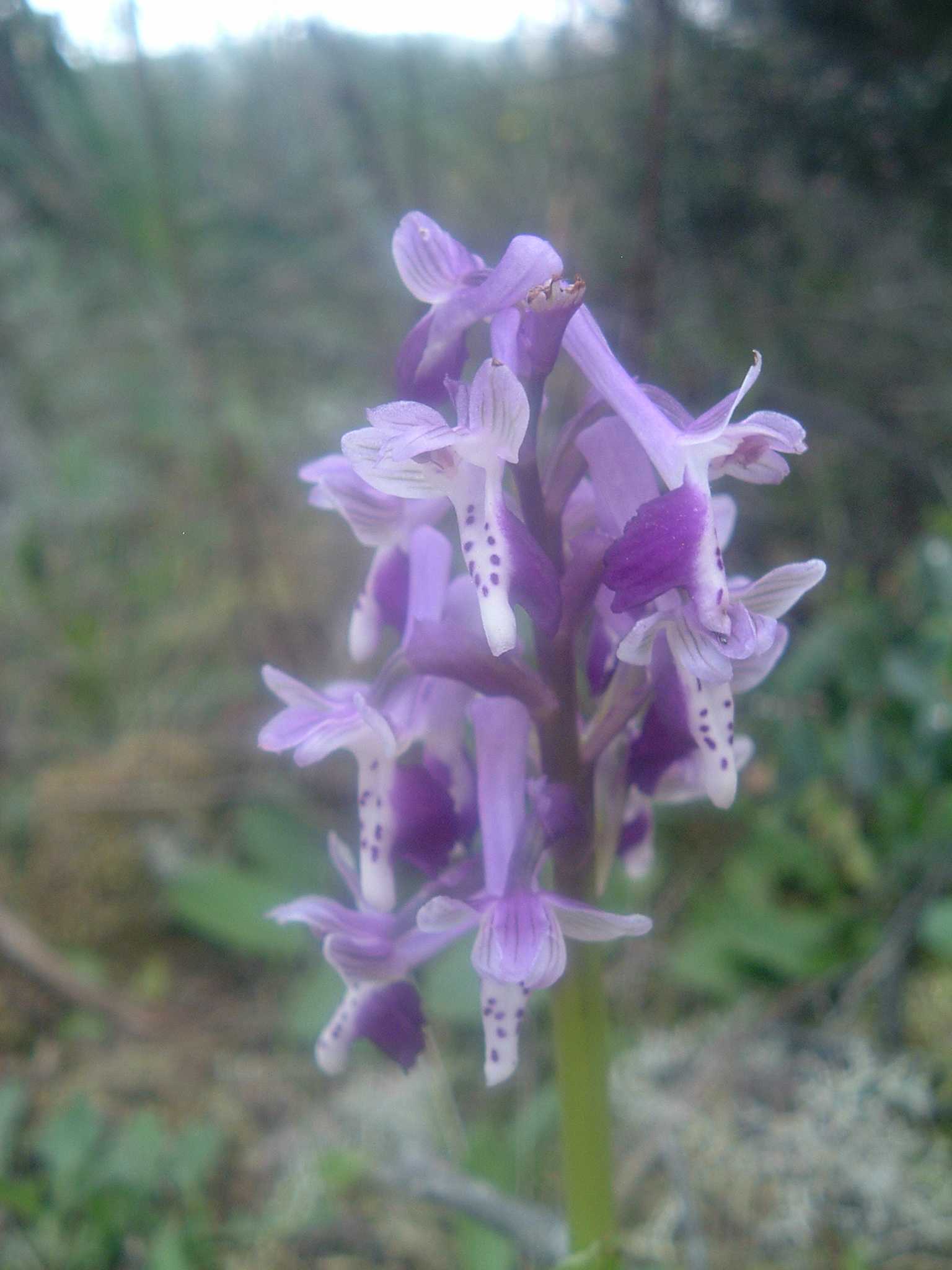 Orchis morio subsp. longicornu