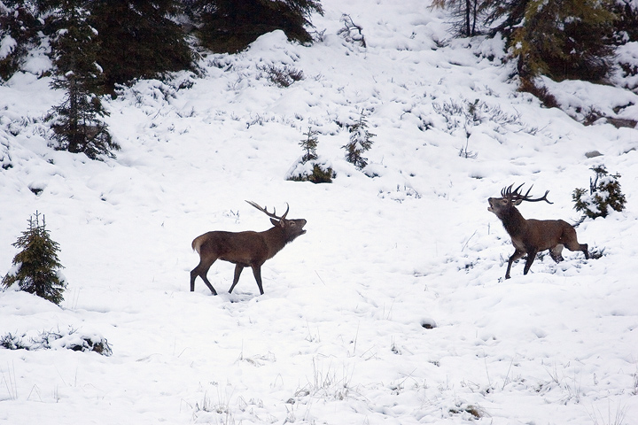 cervo sotto la neve