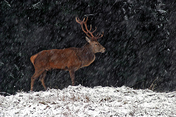 cervo sotto la neve