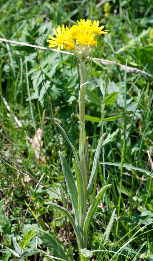 Tephroseris longifolia ssp. gaudinii(Tephroseris tenuifolia)