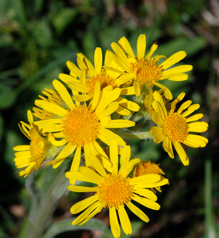 Tephroseris longifolia ssp. gaudinii(Tephroseris tenuifolia)