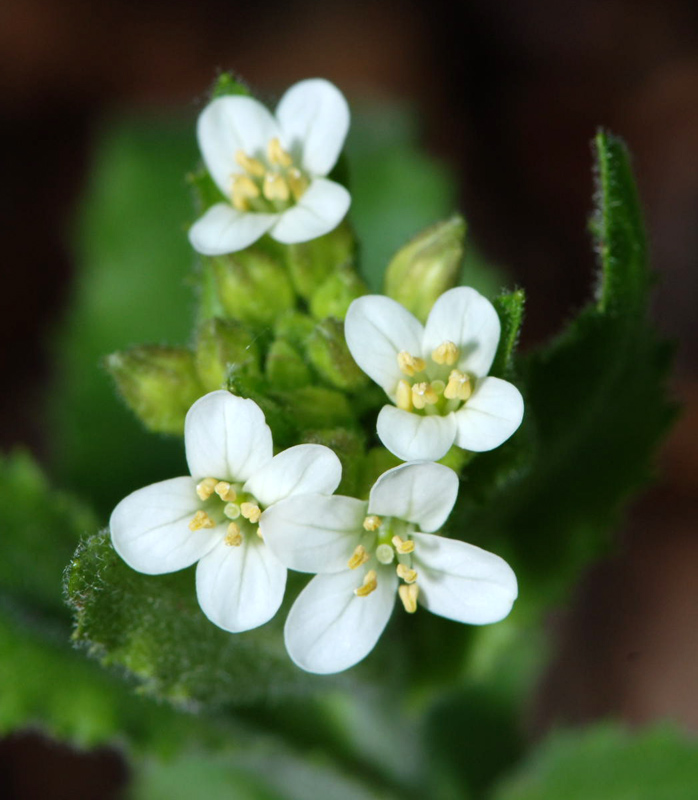 Pseudoturritis turrita (= Arabis turrita) / Arabetta maggiore