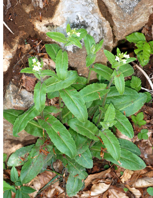 Pseudoturritis turrita (= Arabis turrita) / Arabetta maggiore