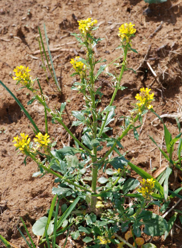 Barbarea bracteosa / Erba di S.Barbara bratteata