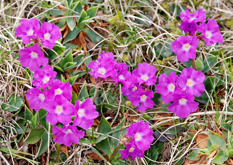 Primula glaucescens / Primula lombarda