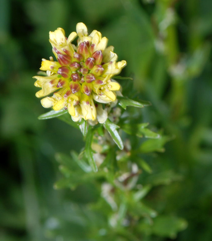 Barbarea bracteosa / Erba di S.Barbara bratteata