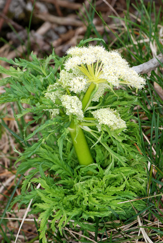 Molopospermum peloponnesiacum / Cicutaria fetida