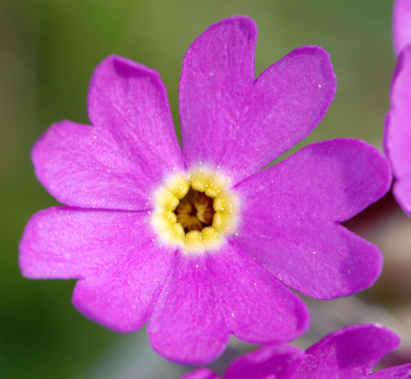 Primula halleri / Primula di Haller