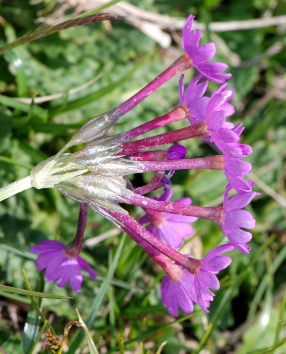 Primula halleri / Primula di Haller