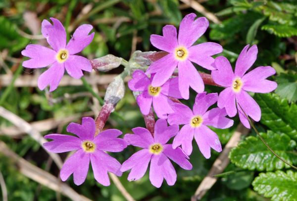 Primula halleri / Primula di Haller