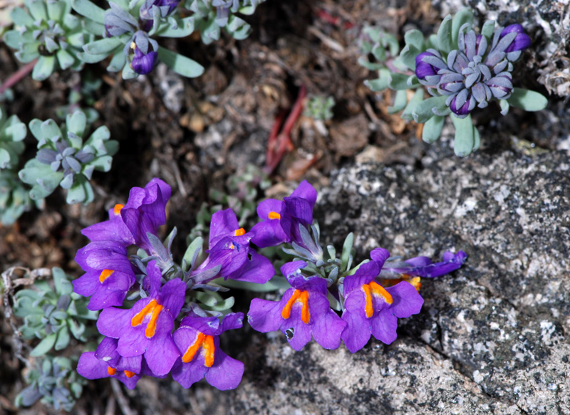 Linaria alpina / Linajola alpina