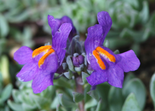 Linaria alpina / Linajola alpina