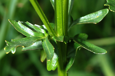 Barbarea bracteosa / Erba di S.Barbara bratteata