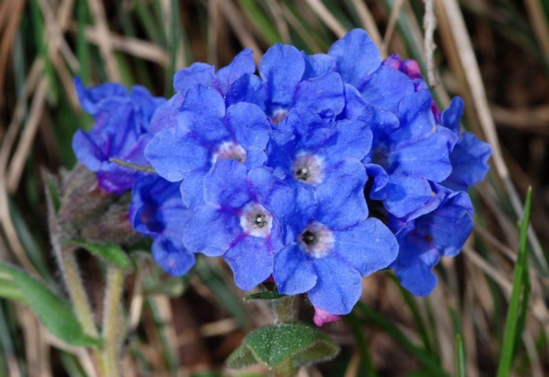 Pulmonaria australis / Pulmonaria meridionale