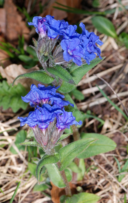 Pulmonaria australis / Pulmonaria meridionale