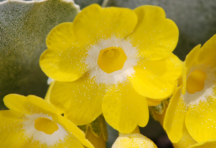 Primula auricula /  Primula orecchia d''orso