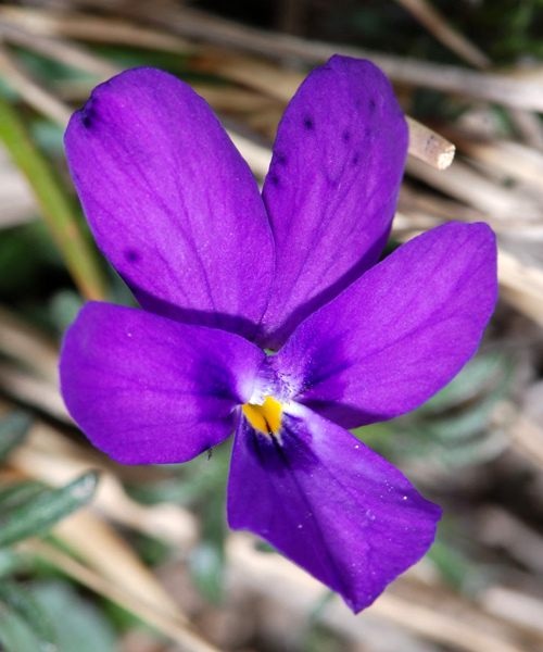 Viola dubyana / Viola di Duby