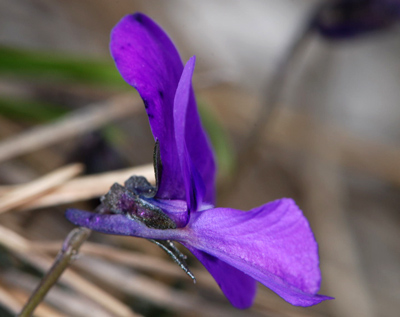 Viola dubyana / Viola di Duby