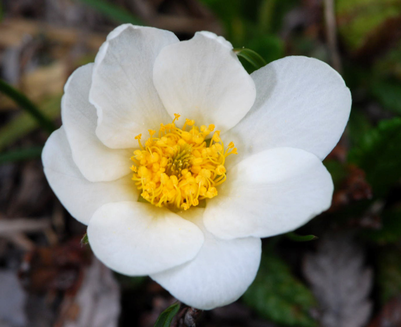 Dryas octopetala / Camedrio alpino