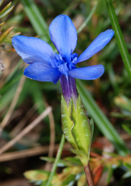 Gentiana bavarica / Genziana bavarese