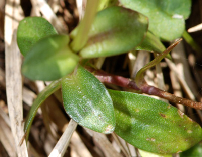 Gentiana bavarica / Genziana bavarese