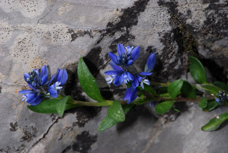 Polygala alpestris? - Polygala cfr. serpyllifolia