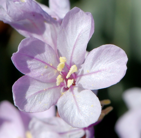 Limoniastrum monopetalum / Limoniastro cespuglioso