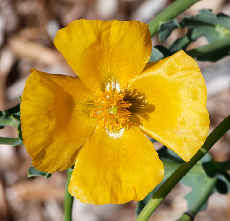 Glaucium flavum