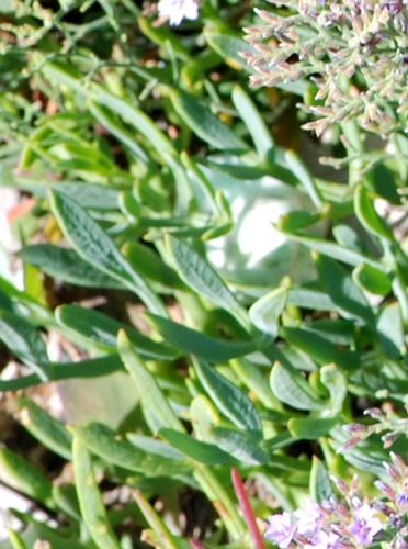 Limonium cordatum