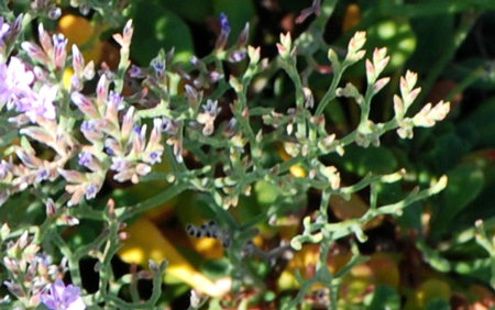 Limonium cordatum